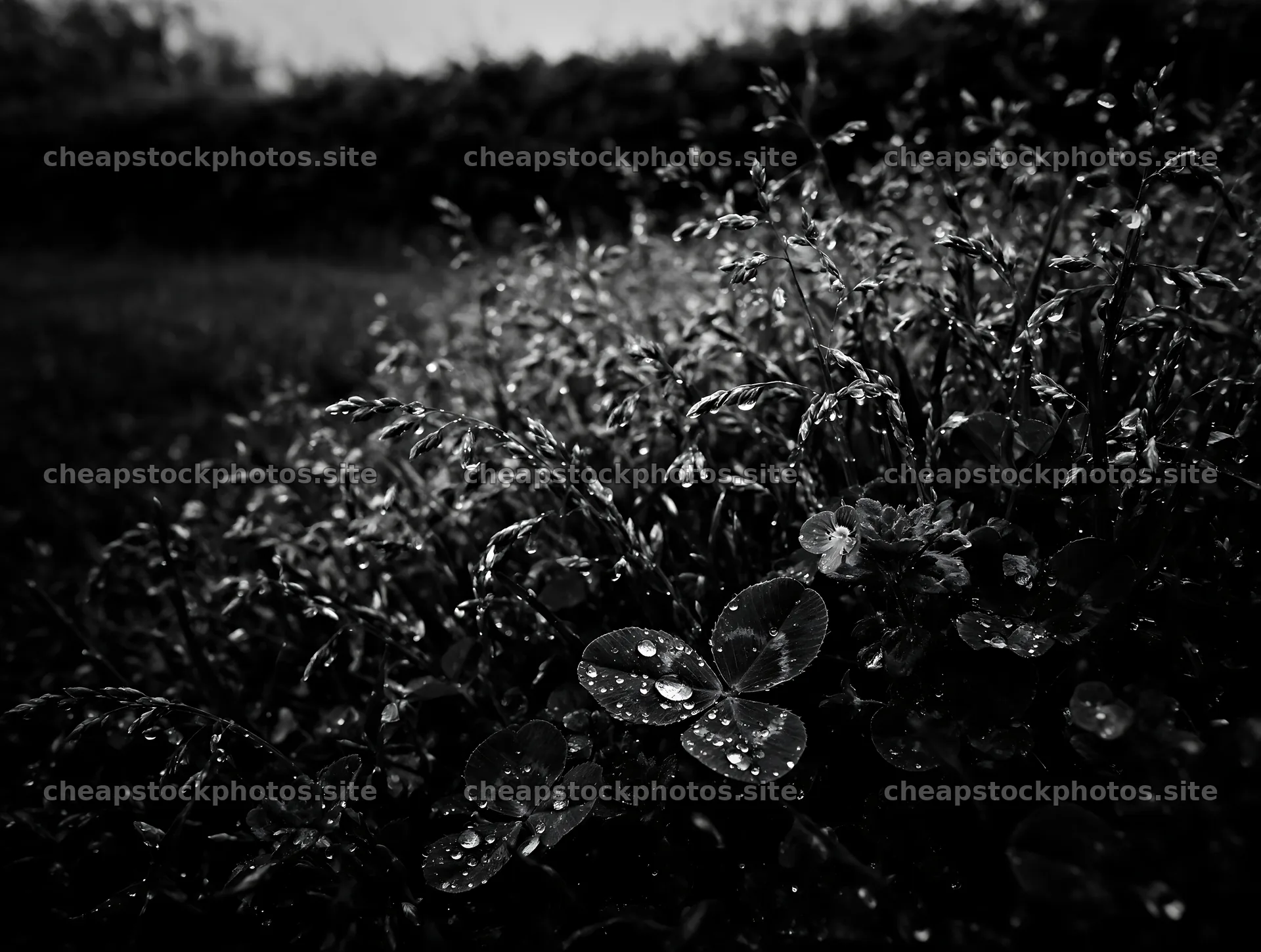 Clover speedwell meadow with rain droplets on leaves – stock photos 9134x6898