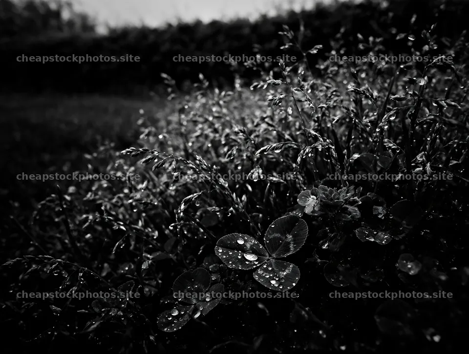 Clover speedwell meadow with rain droplets on leaves – stock photos 9134x6898