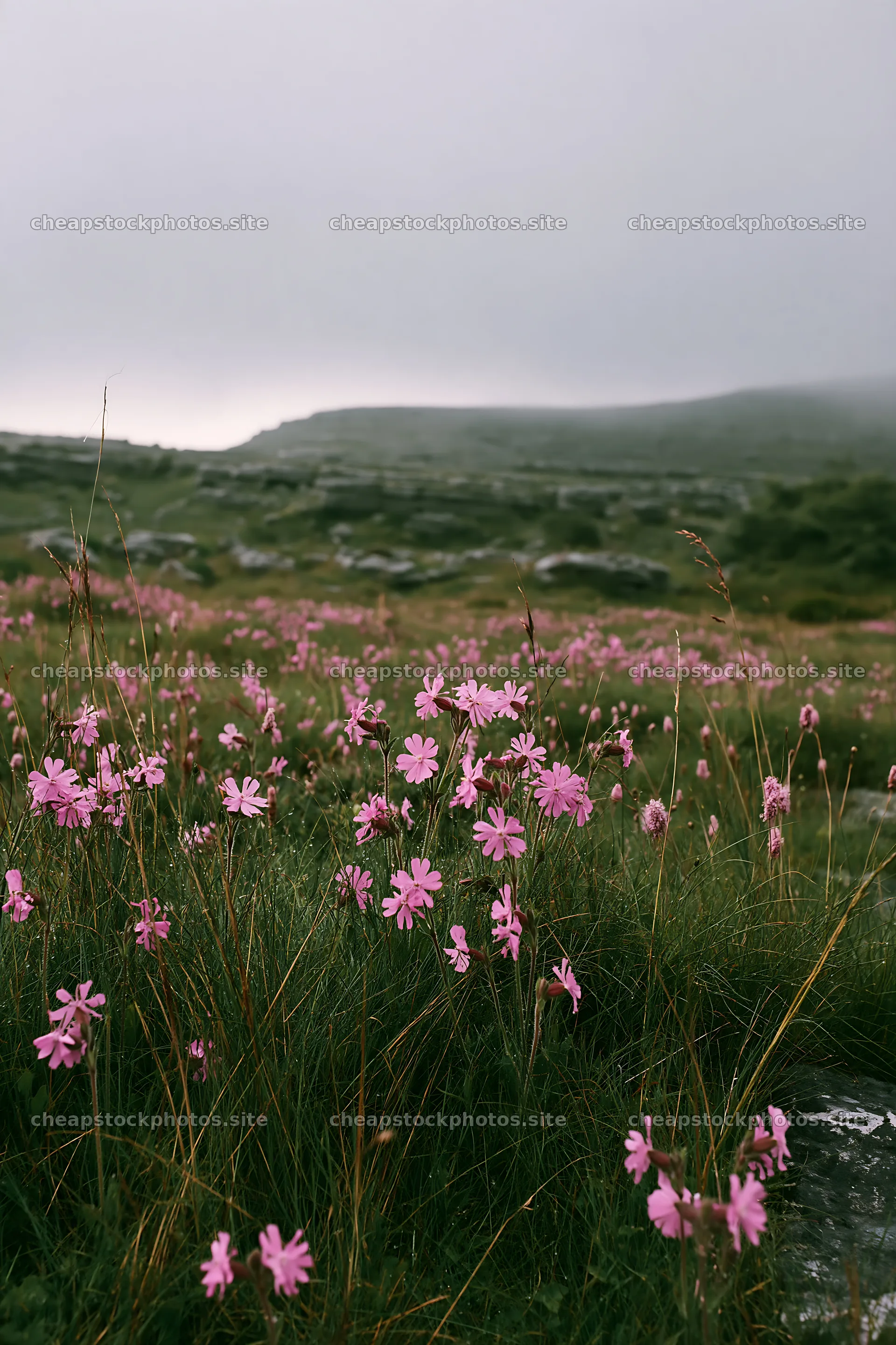 Meadow with campion flowers under a cloudy sky – stock photos 6480x9722