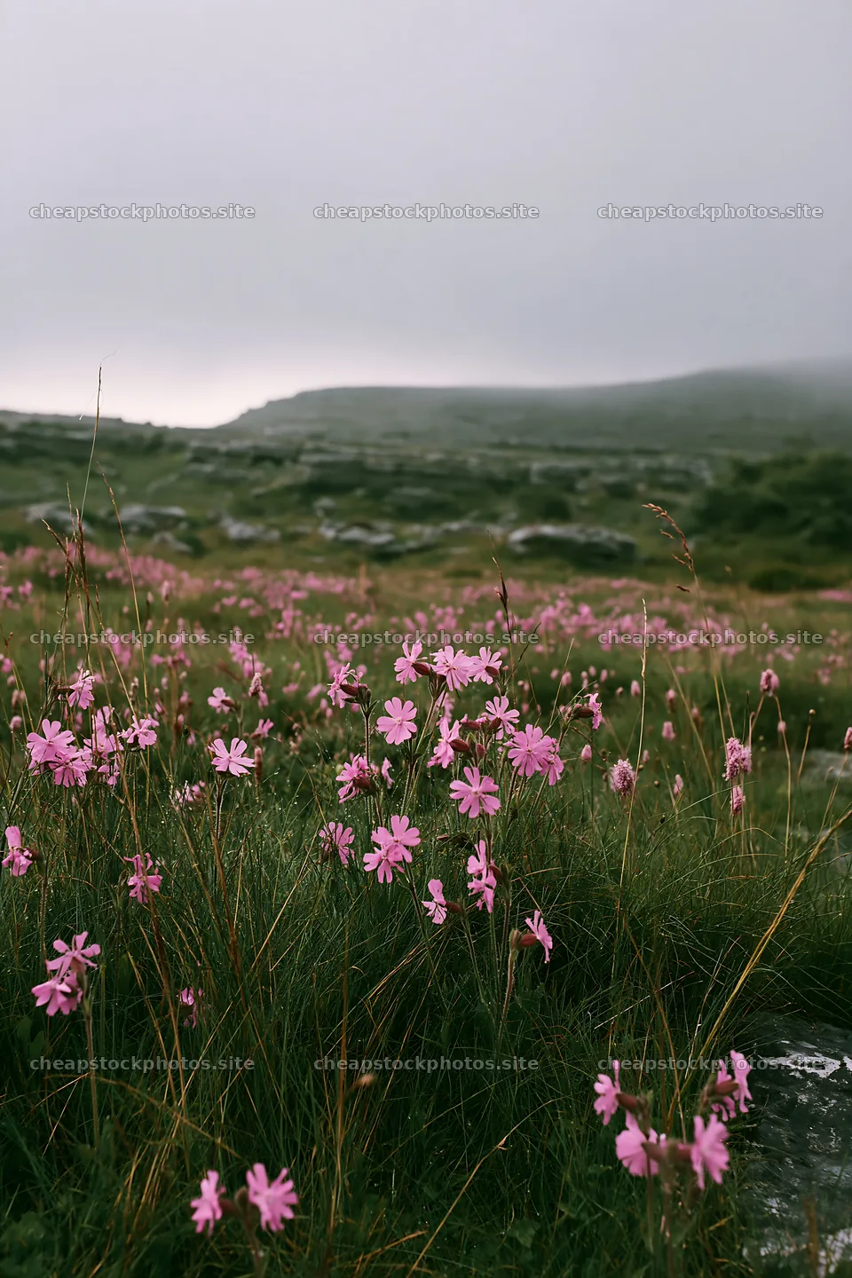 Meadow with campion flowers under a cloudy sky – stock photos 6480x9722