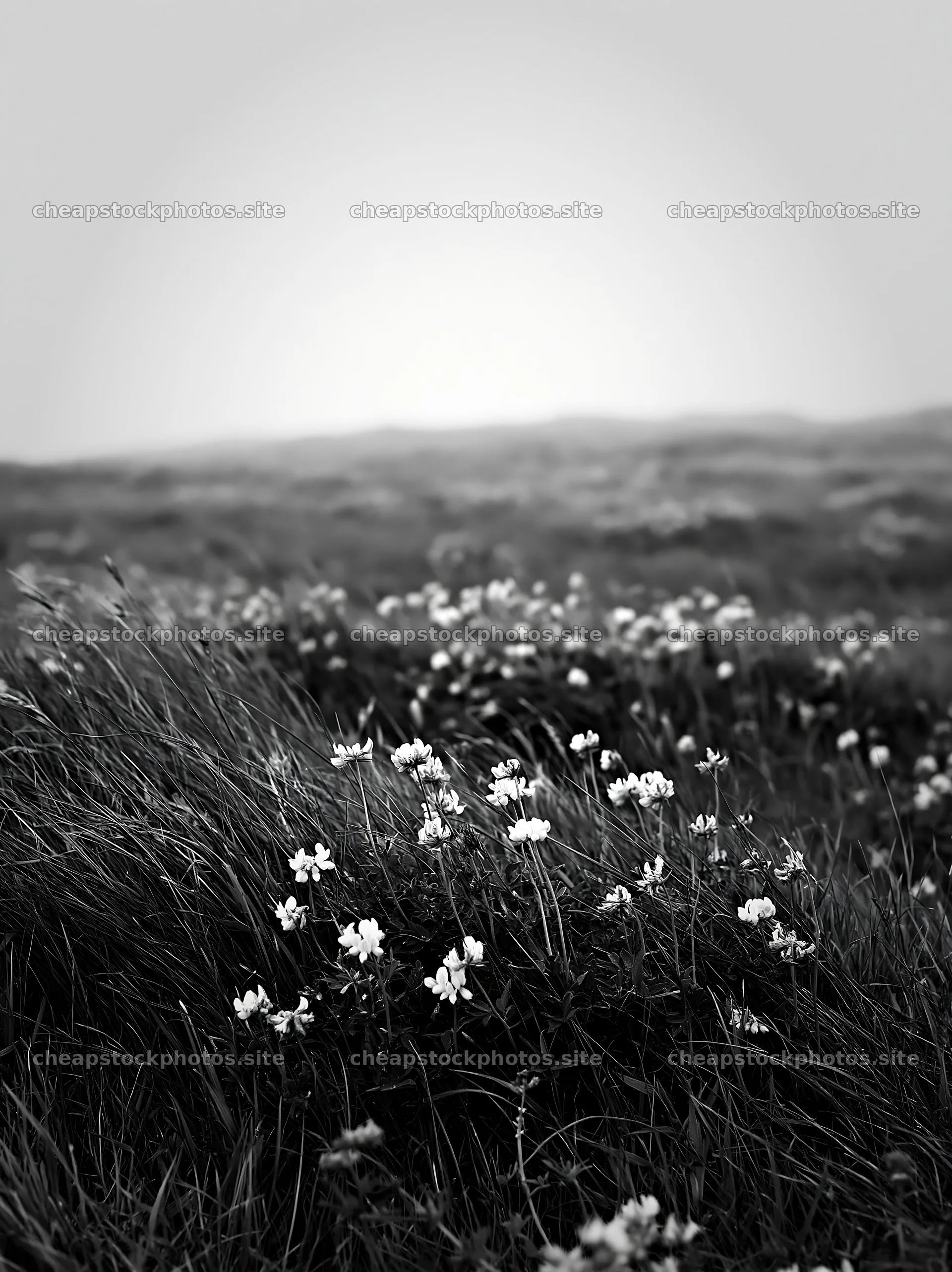 Clifftop meadow with wildflowers during foggy weather – stock photos 6866x9174