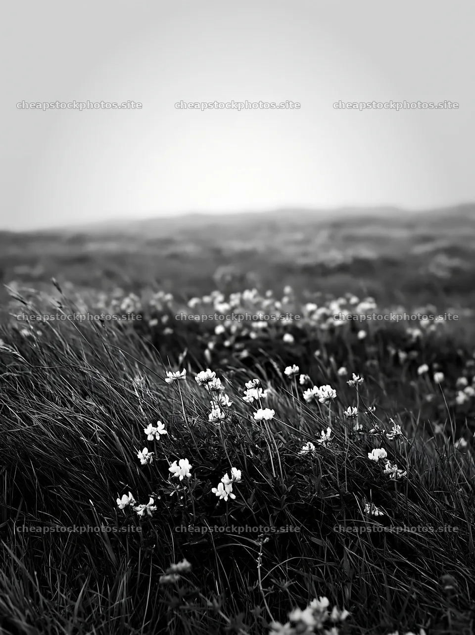 Clifftop meadow with wildflowers during foggy weather – stock photos 6866x9174