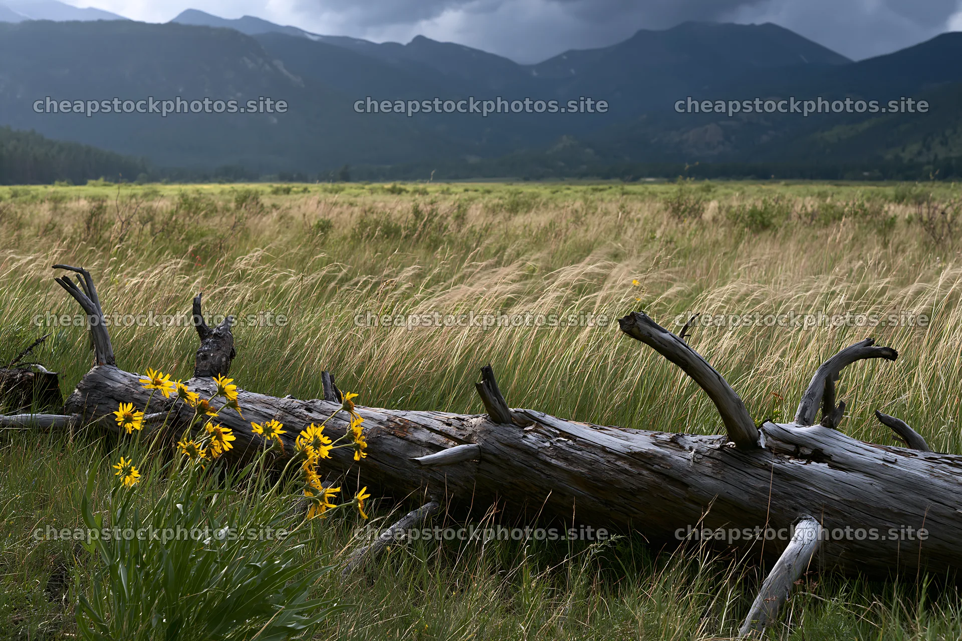 Weathered log in meadow with wildflowers and mountains – stock photos 9722x6480
