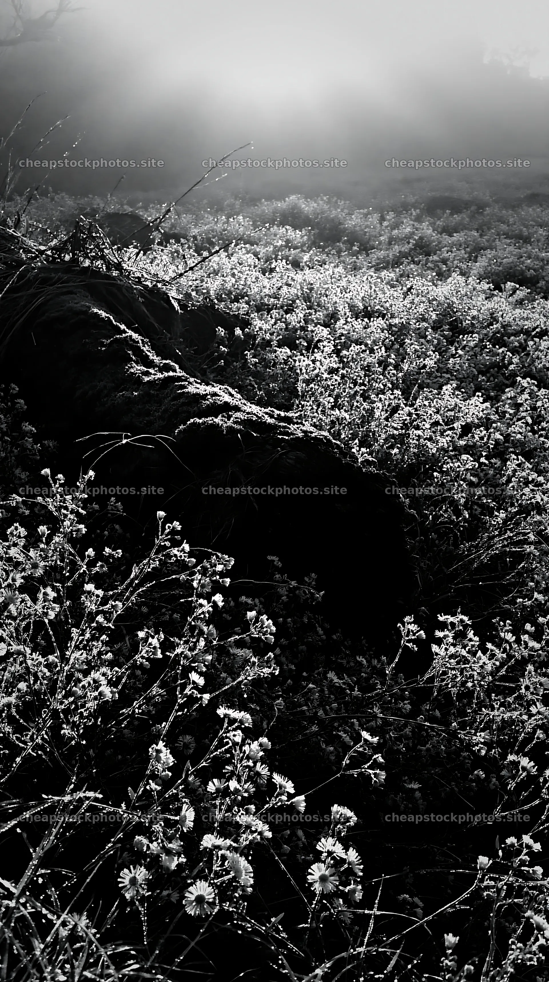 Mossy log in Gifu low carbon meadow with flowers – stock photos 5938x10608