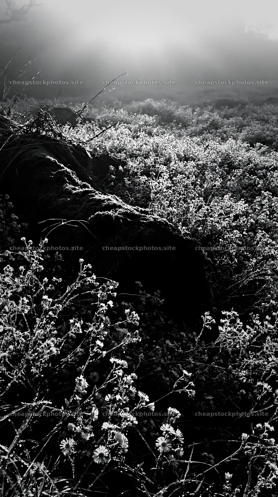 Mossy log in Gifu low carbon meadow with flowers – stock photos 5938x10608