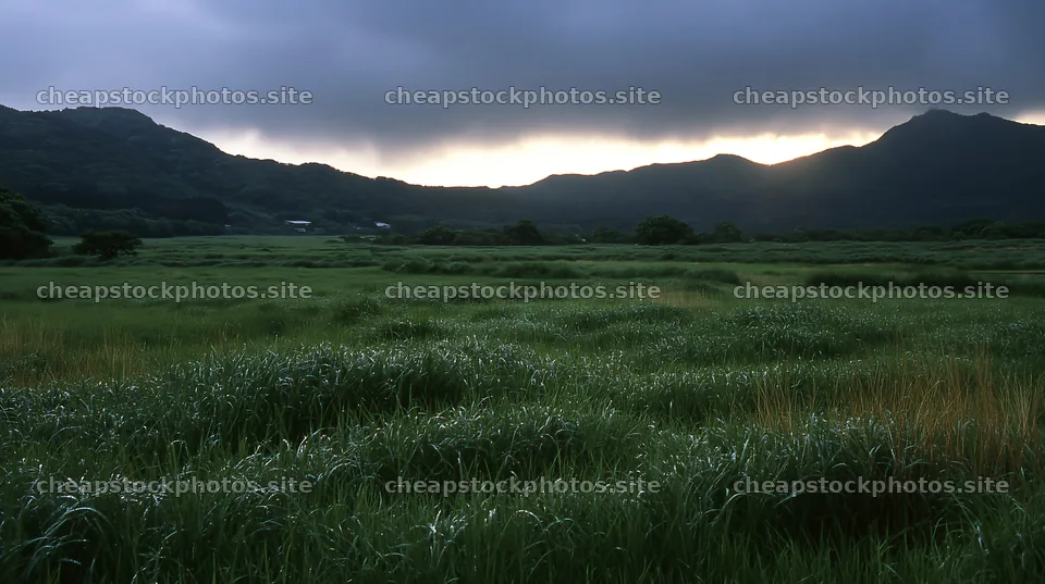 Miyazaki sunrise over a meadow with dew covered sedges – stock photos 10608x5938