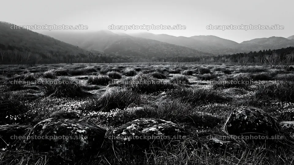 Miyagi spring recovery meadow mossy stone with grassy landscape – stock photos 10608x5938