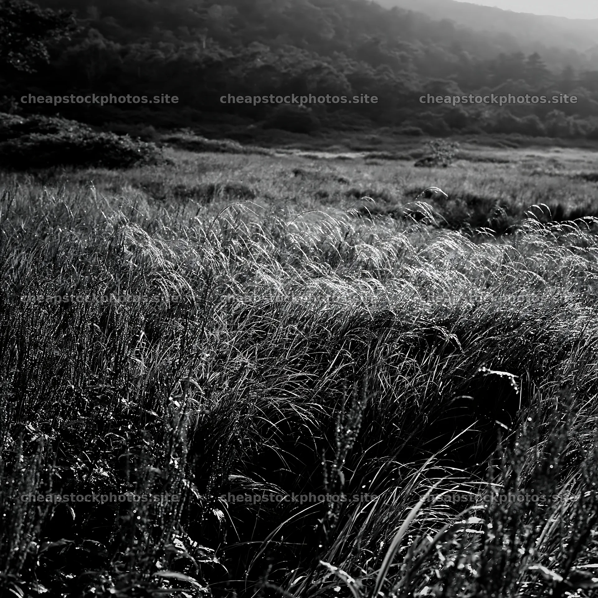Iwate rain refreshed meadow seedhead foreground – stock photos 7938x7938