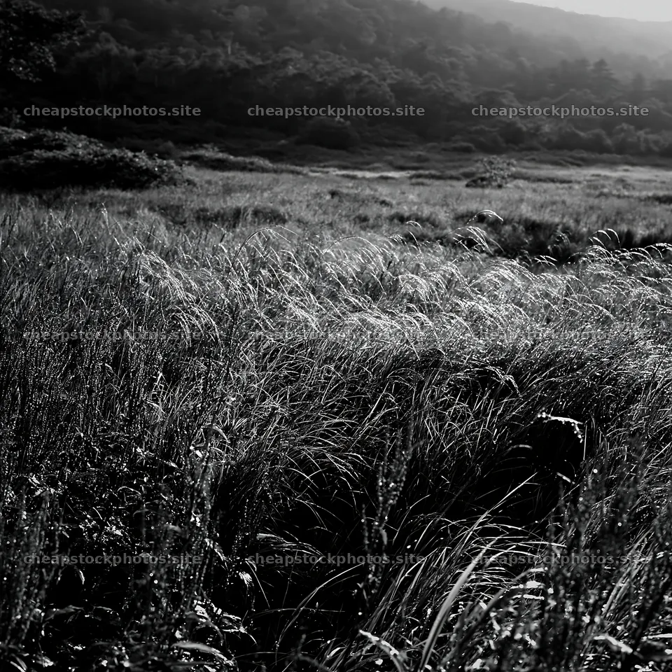 Iwate rain refreshed meadow seedhead foreground – stock photos 7938x7938