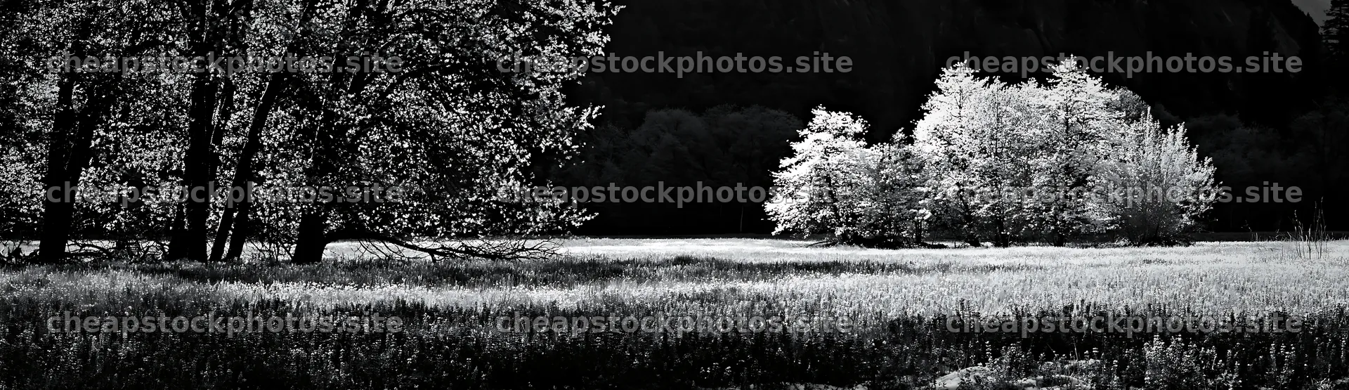 Snowy meadow view in Yosemite Valley with trees and shadows – stock photos 14762x4268