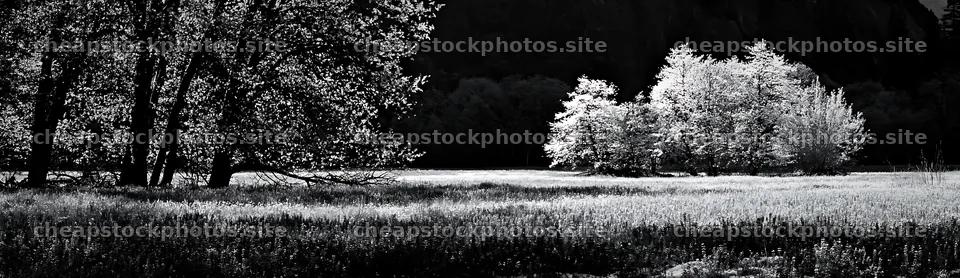 Snowy meadow view in Yosemite Valley with trees and shadows – stock photos 14762x4268