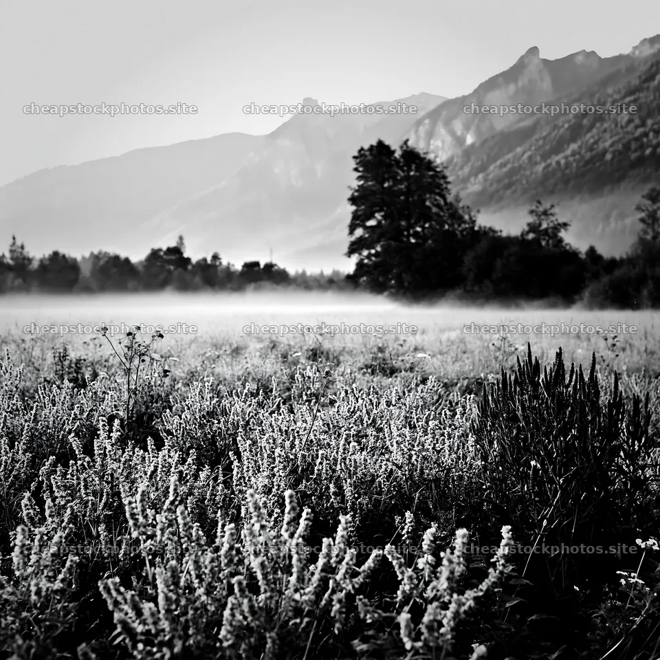 Regenerative meadow with flowers and mountains in the background – stock photos 7938x7938