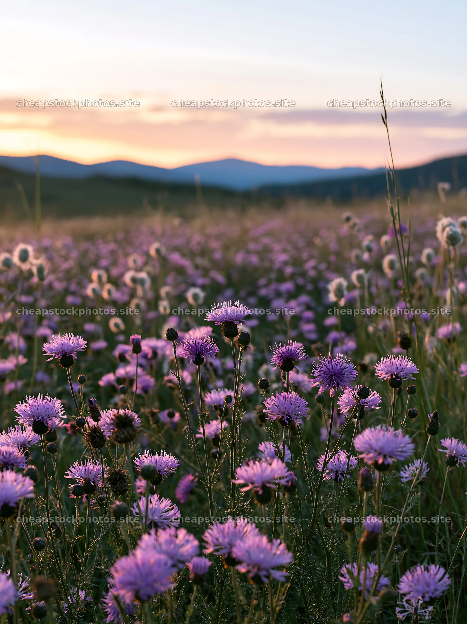 Violet knapweed meadow during sunset in the mountains – stock photos 6866x9174