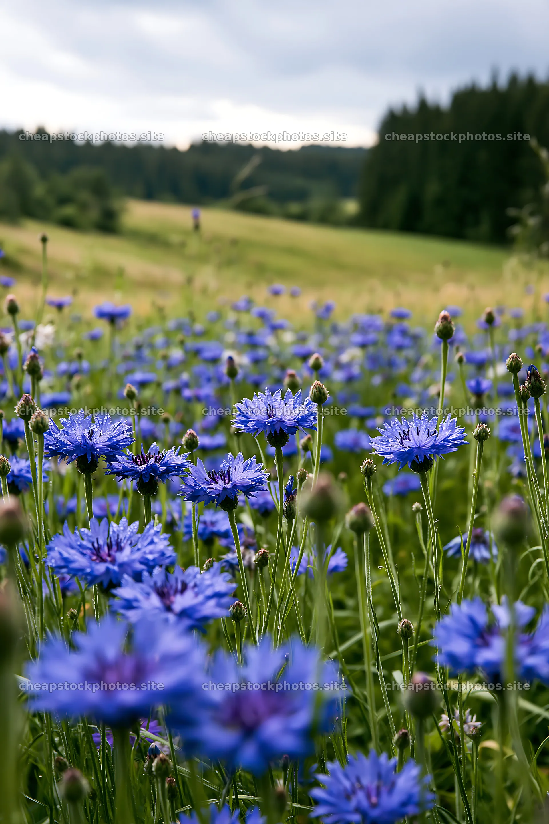 Cornflower meadow under cloudy sky during afternoon – stock photos 6480x9722