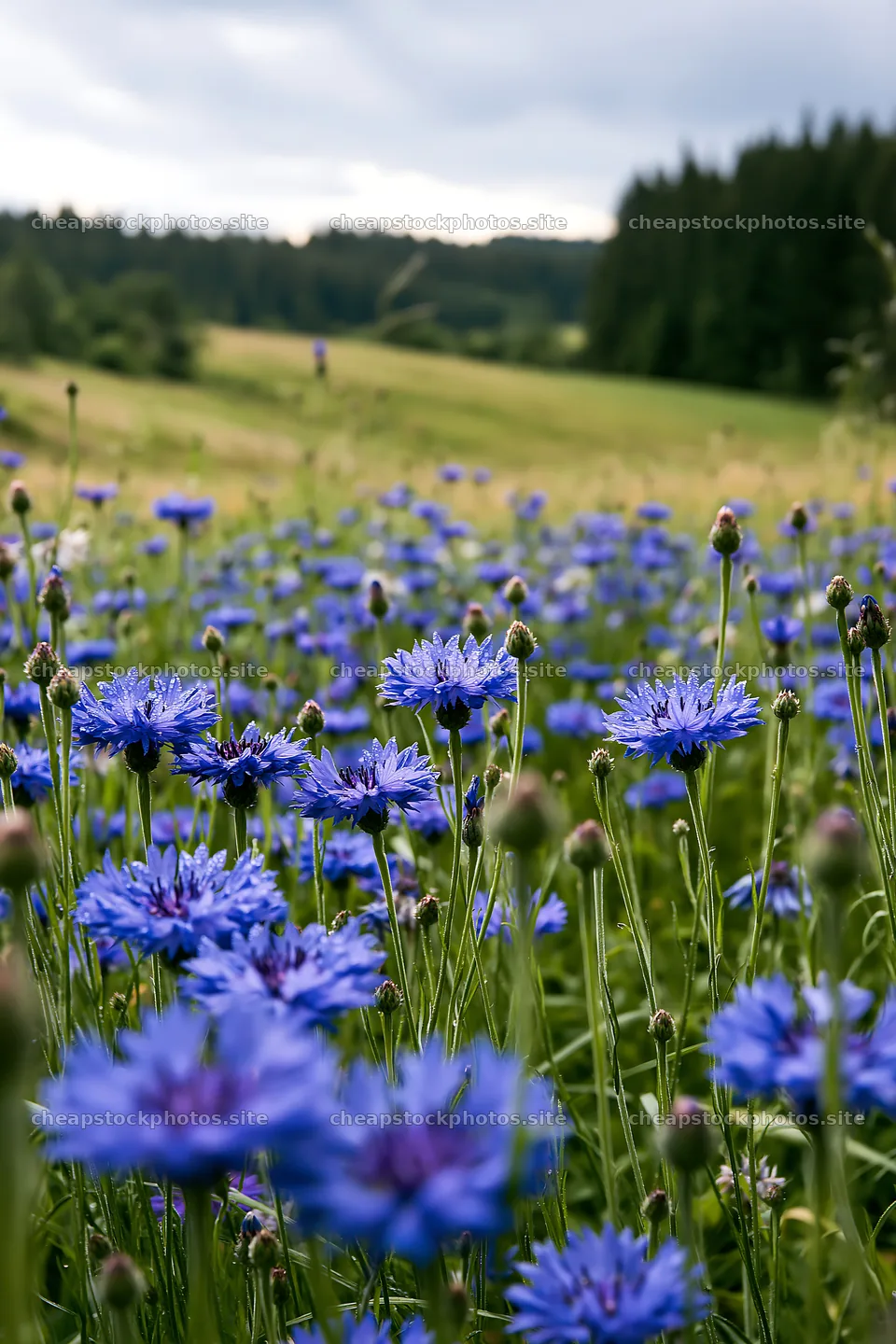 Cornflower meadow under cloudy sky during afternoon – stock photos 6480x9722