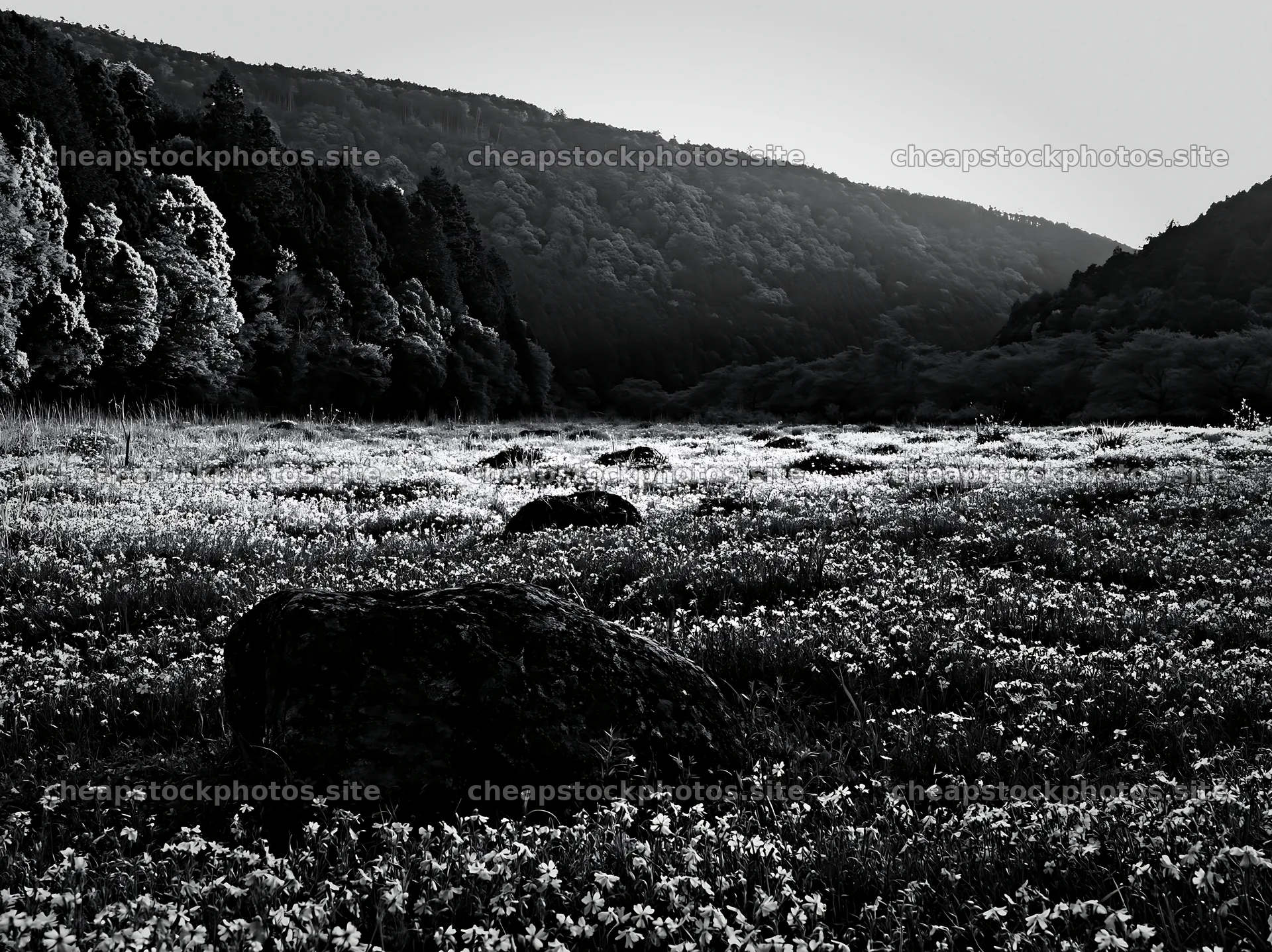 Kyoto spring wildflower meadow stone foreground – stock photos 9174x6866