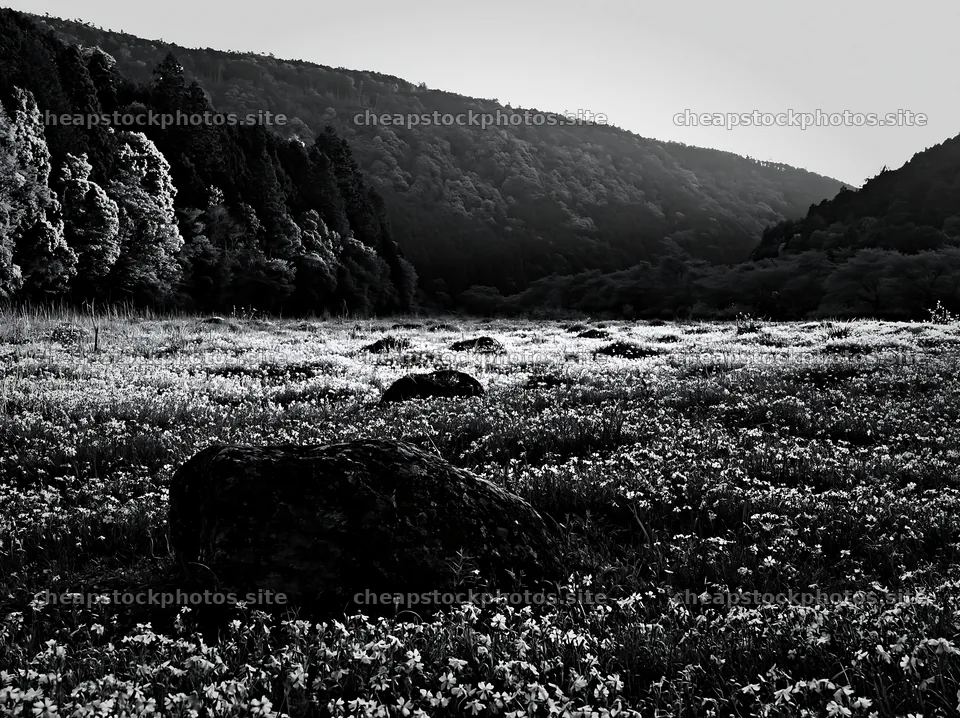 Kyoto spring wildflower meadow stone foreground – stock photos 9174x6866