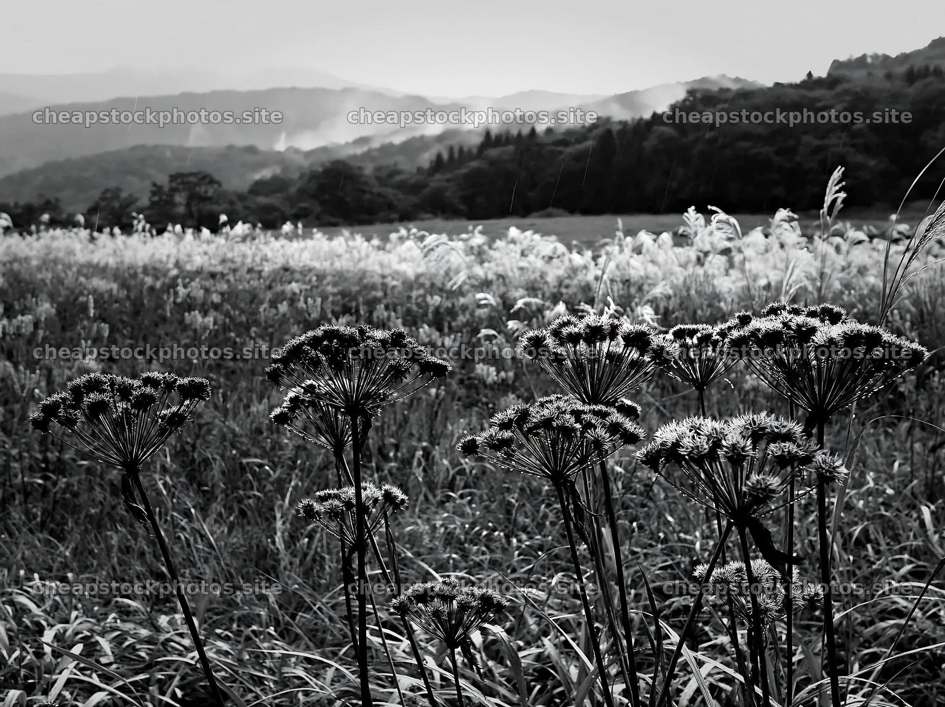 Iwate rain refreshed meadow seedhead foreground – stock photos 9174x6866