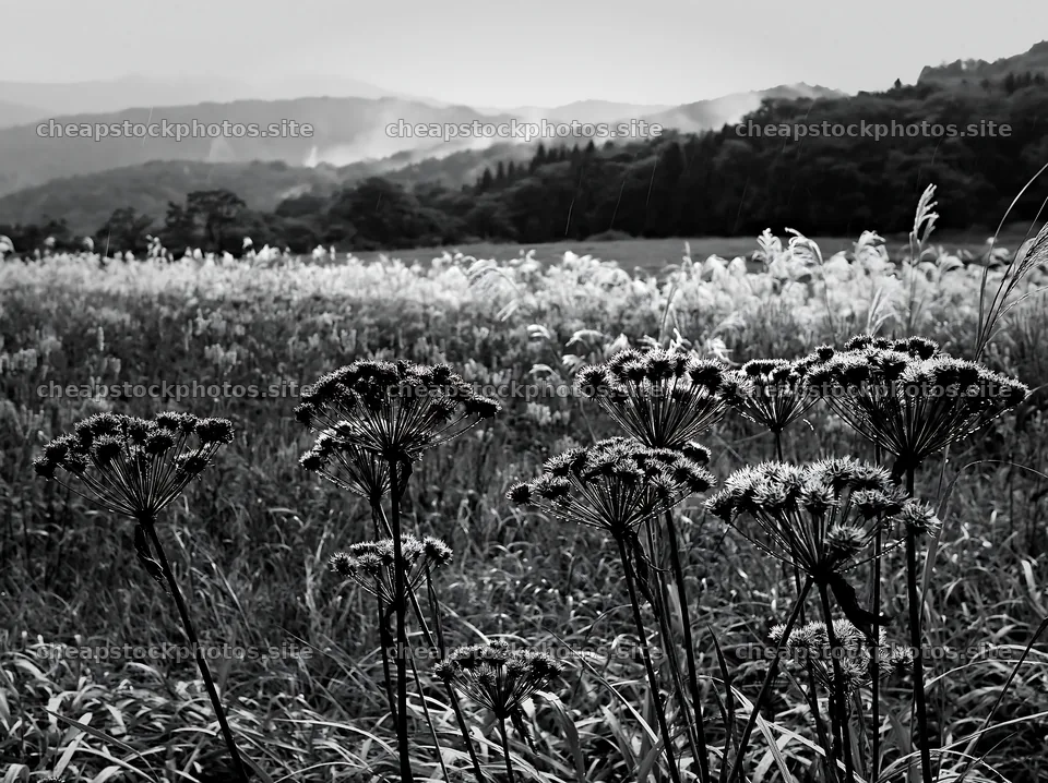 Iwate rain refreshed meadow seedhead foreground – stock photos 9174x6866
