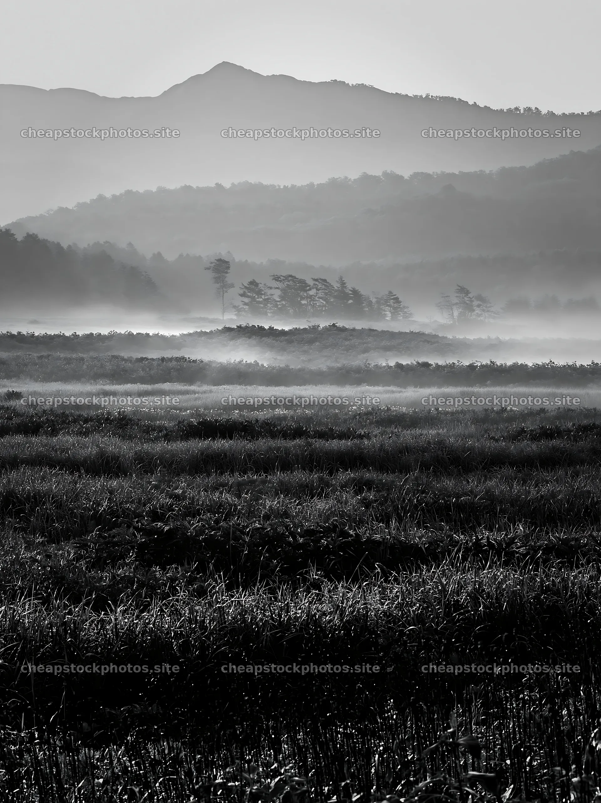 Akita snowmelt meadow with silver grasses at dawn – stock photos 6866x9174