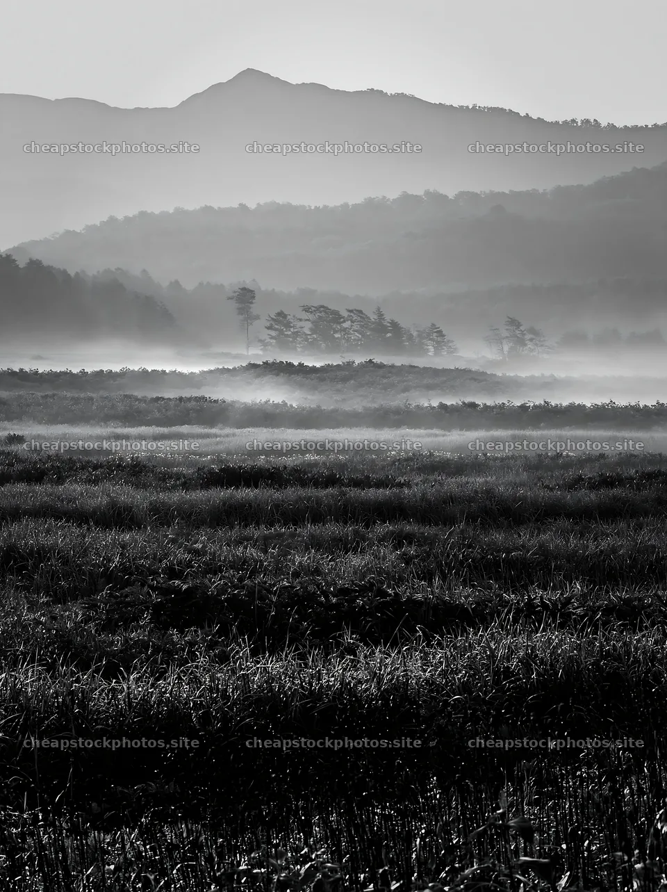 Akita snowmelt meadow with silver grasses at dawn – stock photos 6866x9174
