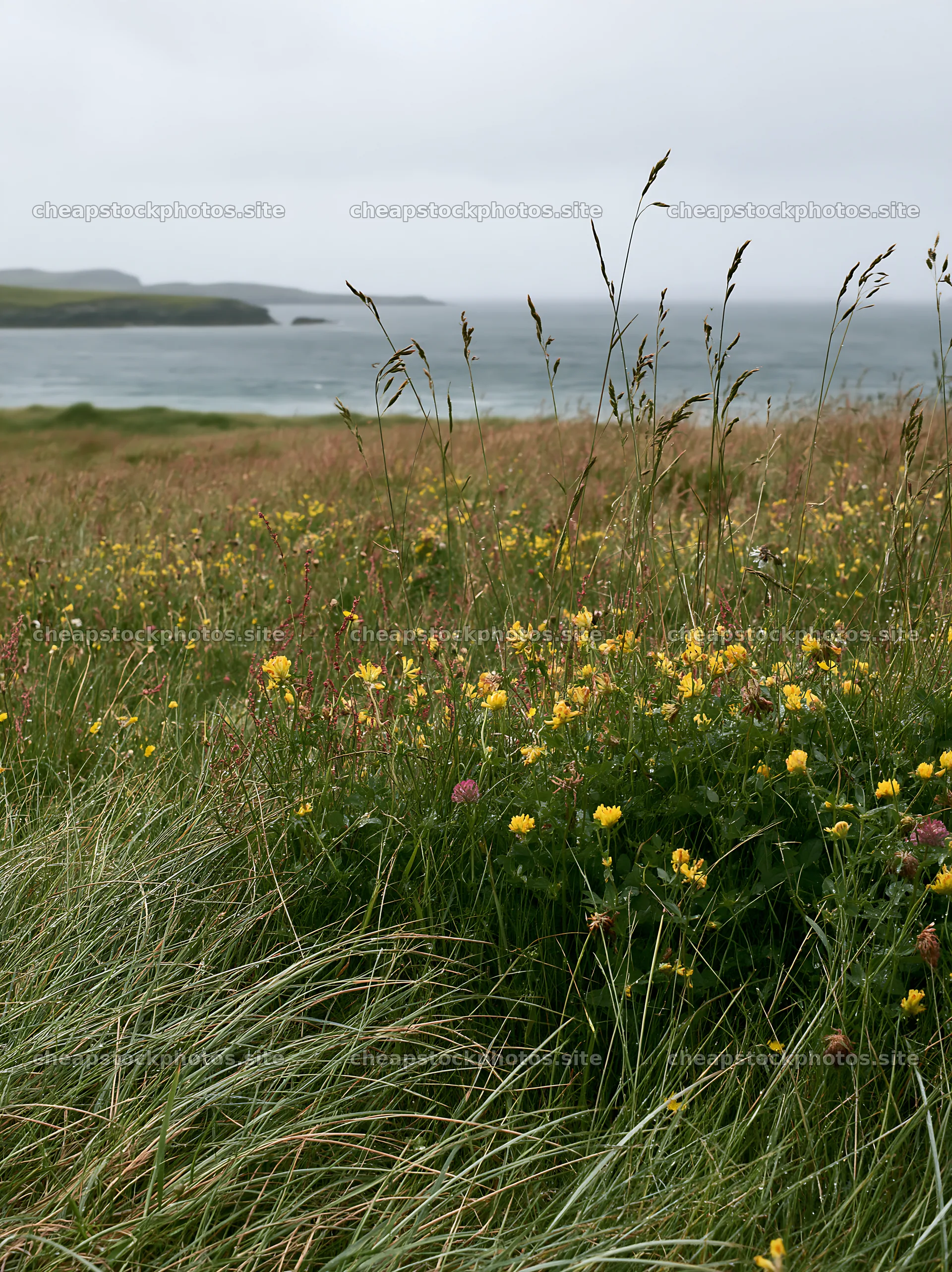 Rainwashed meadow with wildflowers near the coast – stock photos 6866x9174