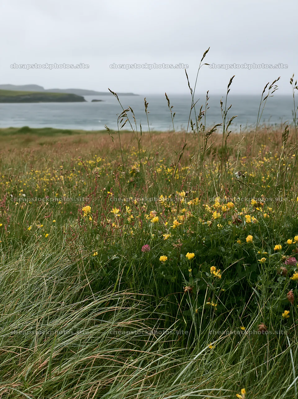 Rainwashed meadow with wildflowers near the coast – stock photos 6866x9174