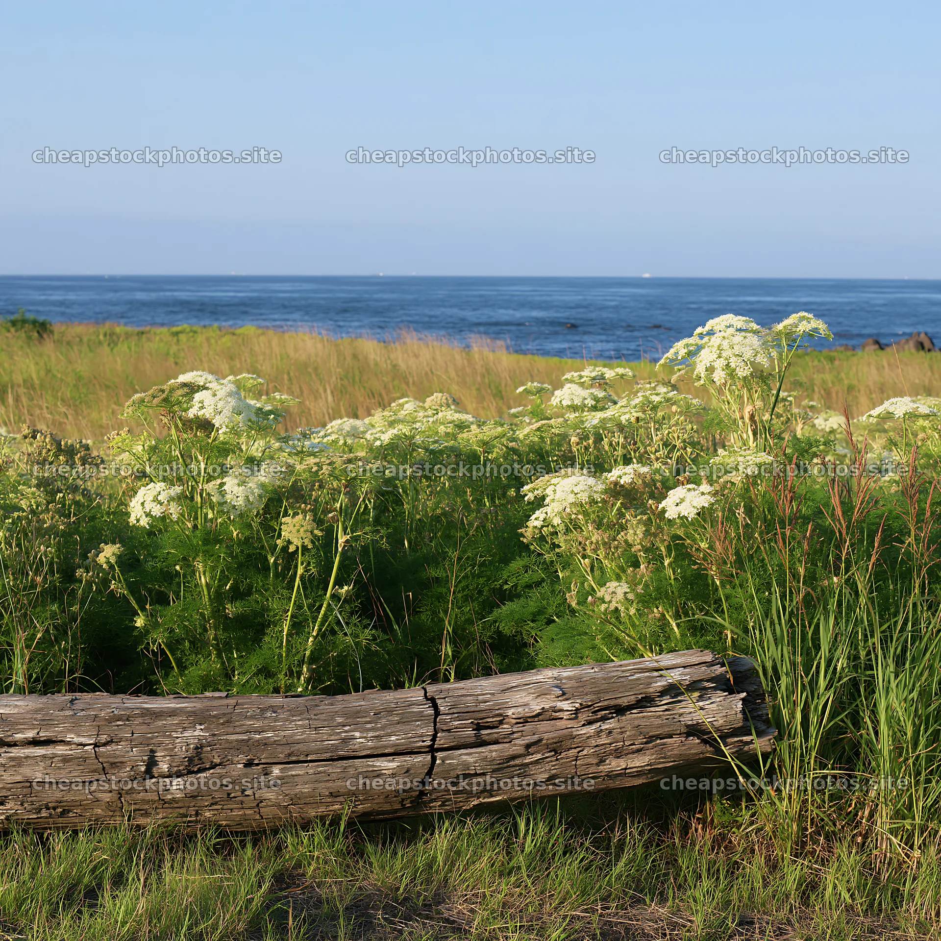 Chiba coastal climate meadow with driftwood in the foreground – stock photos 7938x7938