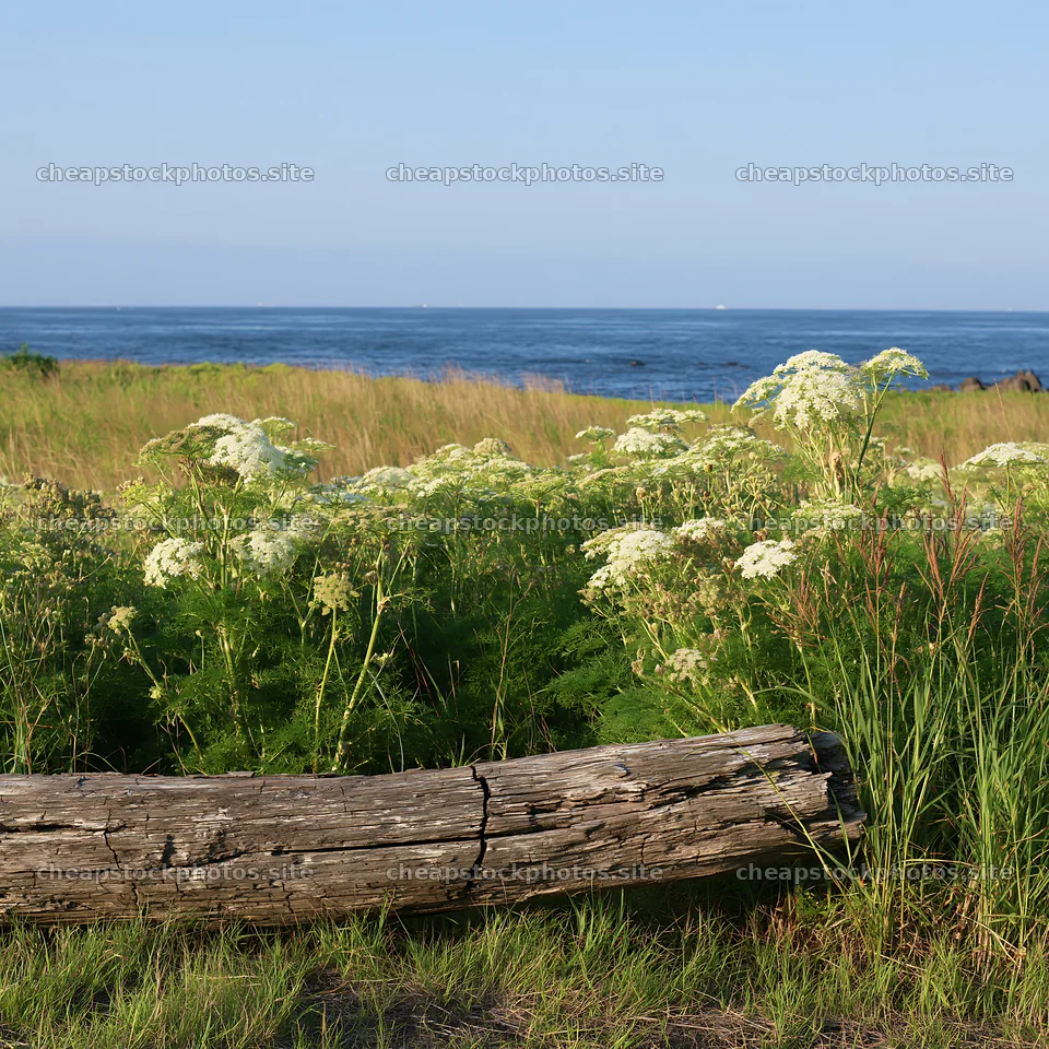 Chiba coastal climate meadow with driftwood in the foreground – stock photos 7938x7938