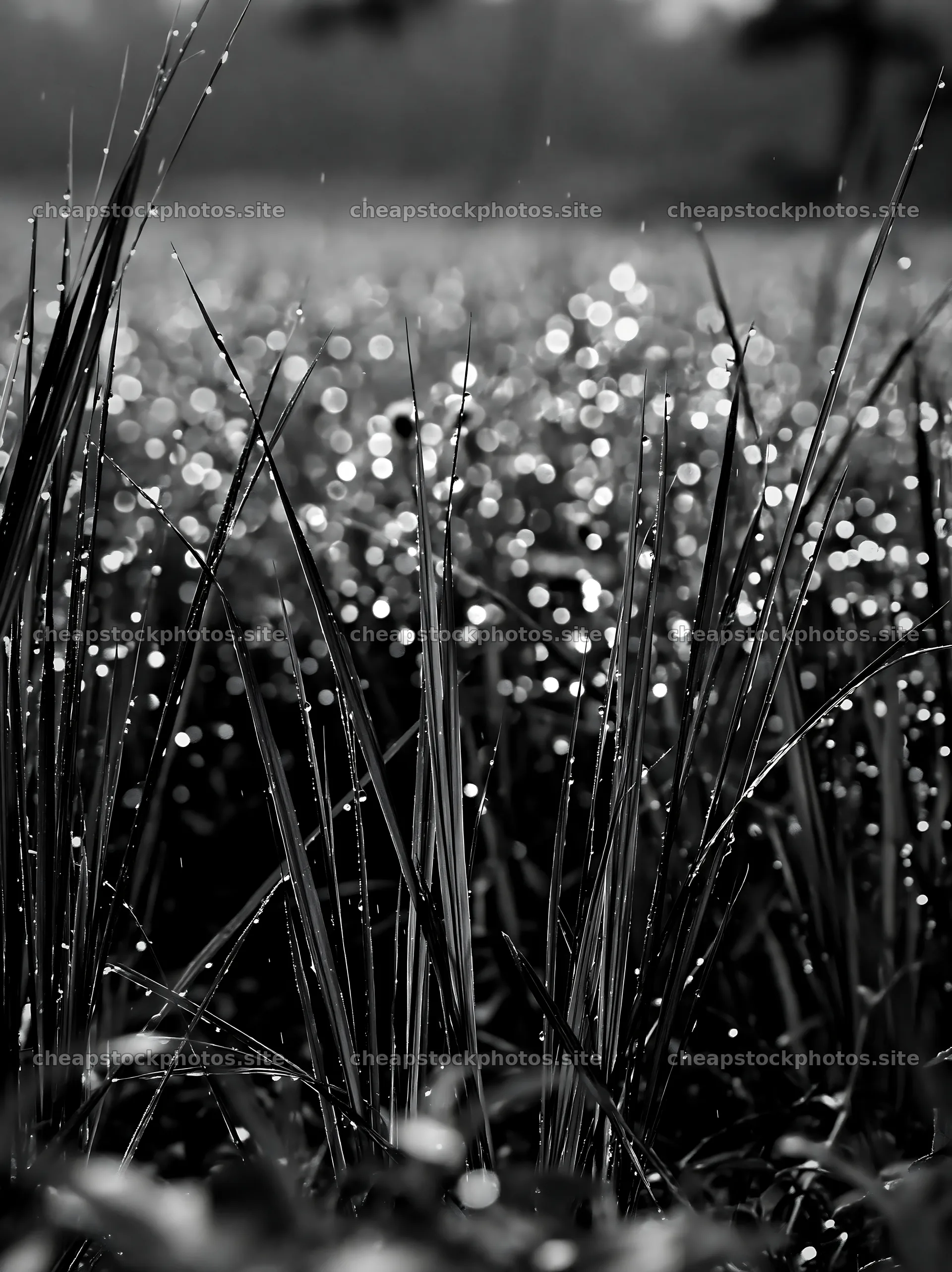 Kochi monsoon meadow rain beaded grasses in sunlight – stock photos 6866x9174