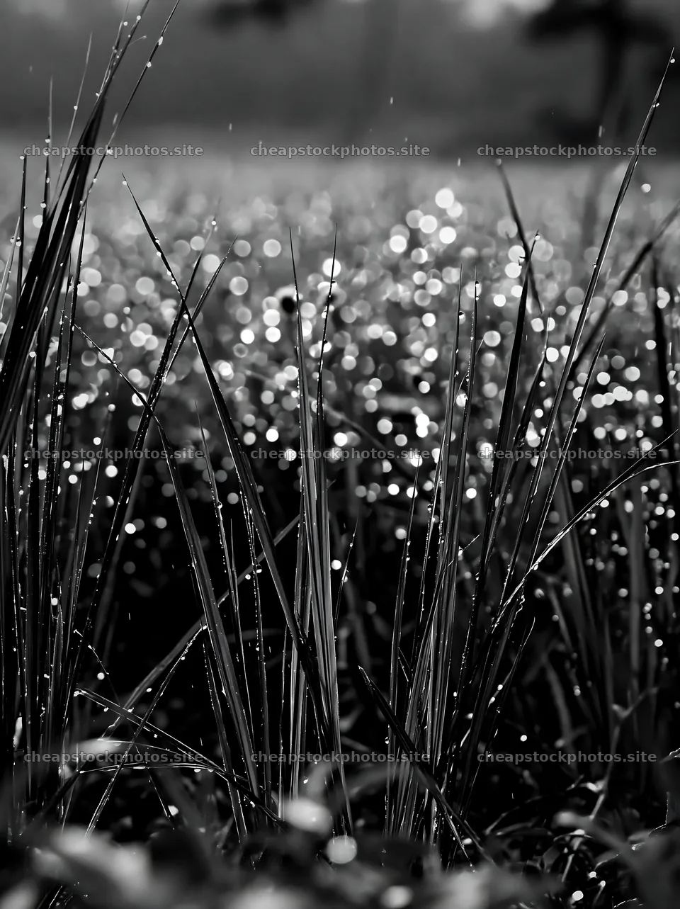Kochi monsoon meadow rain beaded grasses in sunlight – stock photos 6866x9174