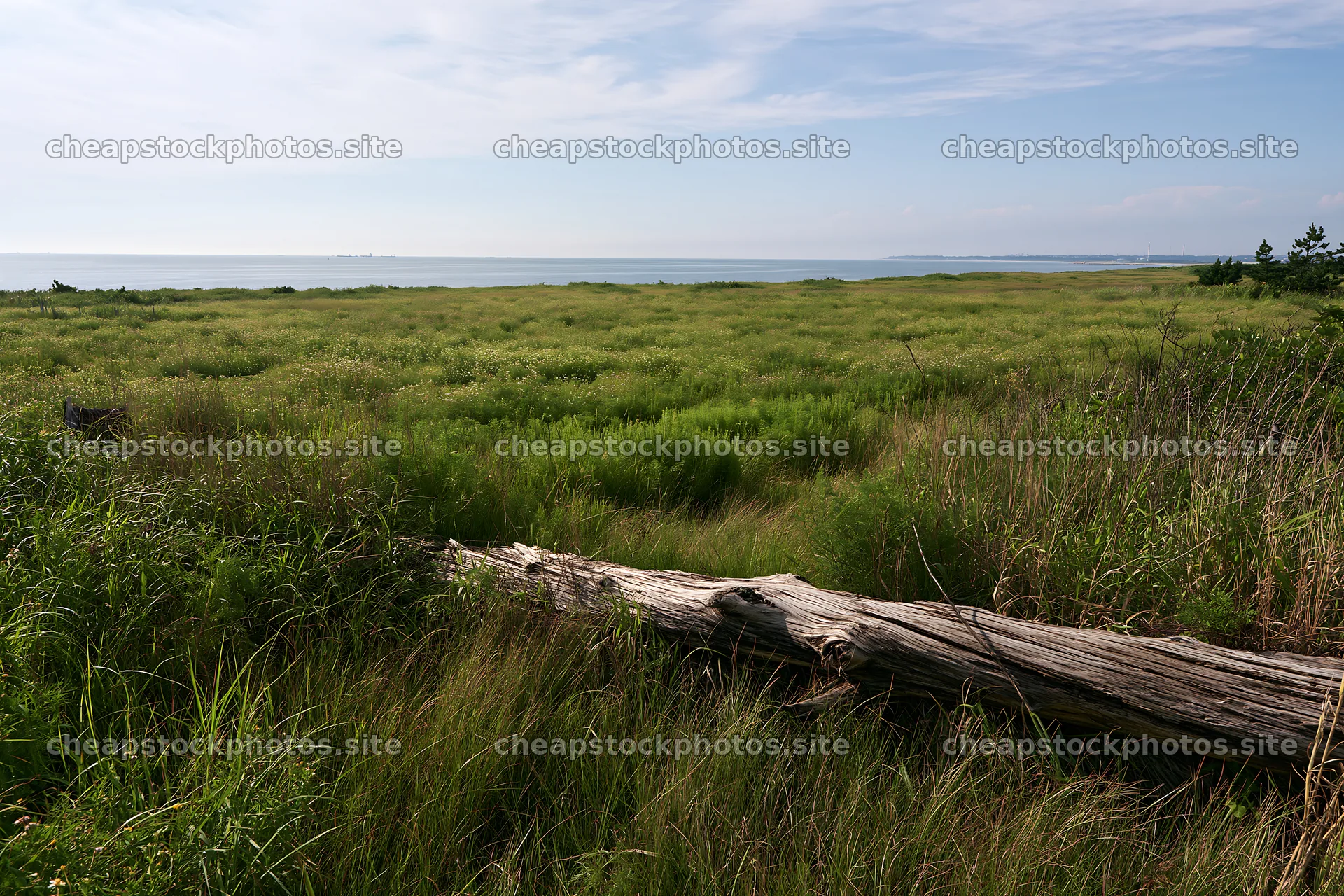 Chiba coastal climate meadow with driftwood and sea view – stock photos 9722x6480
