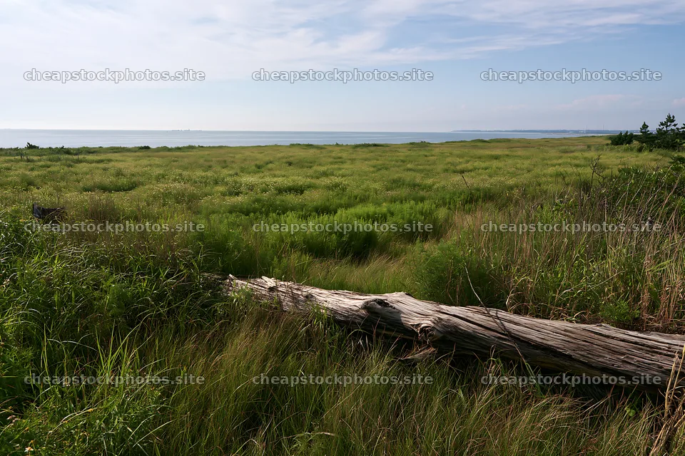 Chiba coastal climate meadow with driftwood and sea view – stock photos 9722x6480