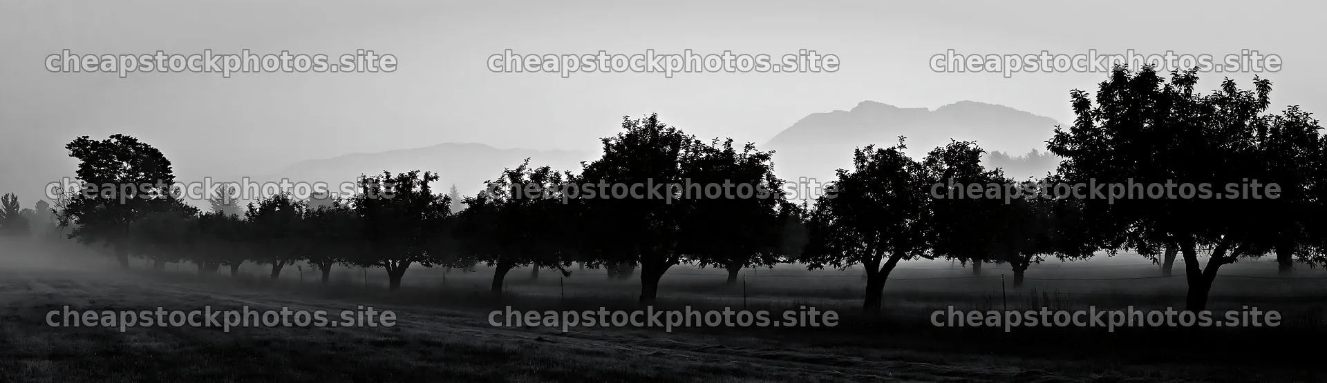 Foggy orchard meadow with trees and distant hills – stock photos 14762x4268