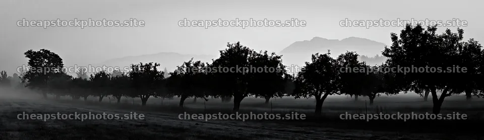 Foggy orchard meadow with trees and distant hills – stock photos 14762x4268
