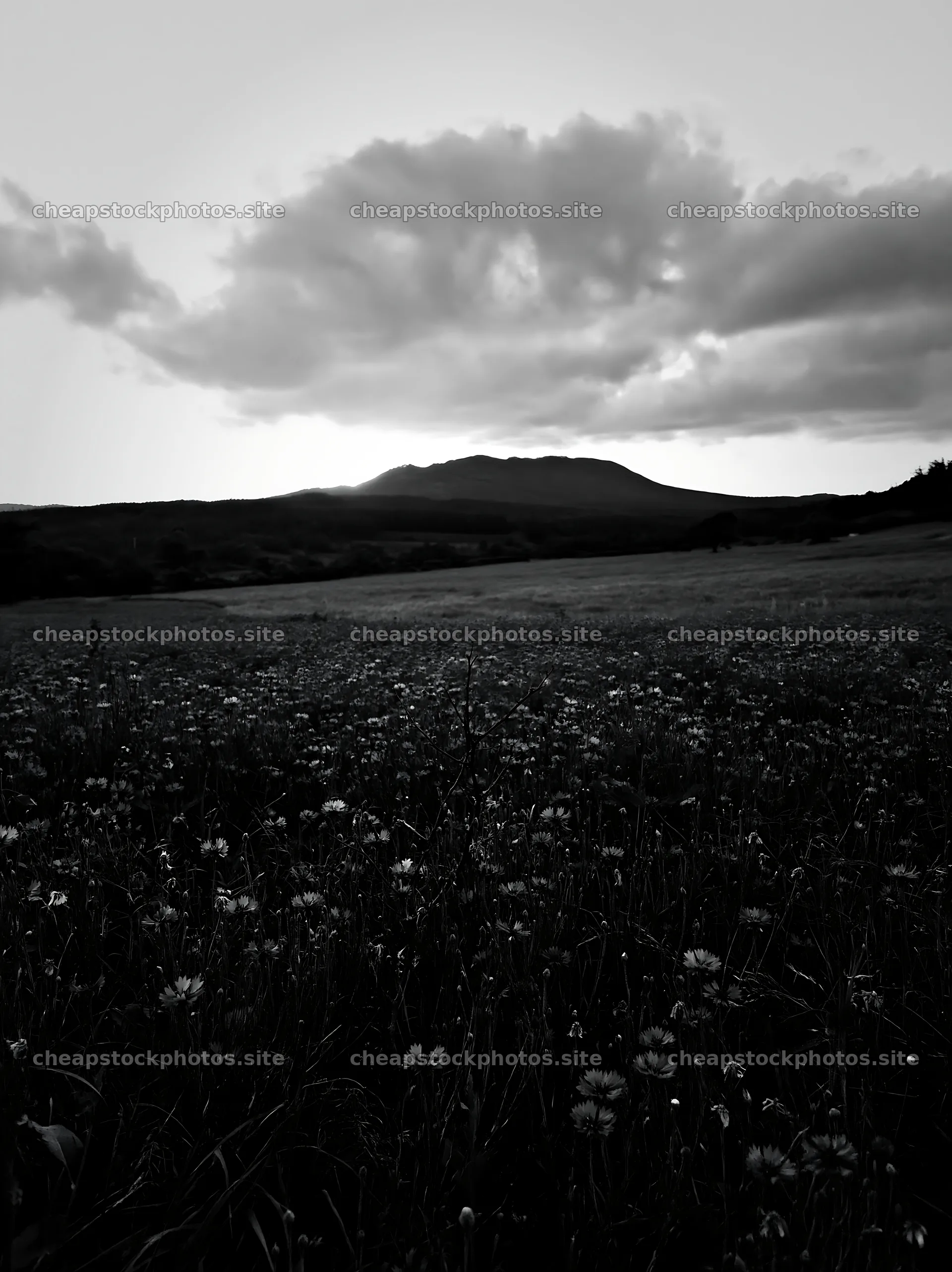 Yamagata rewilded meadow with fallen branch in the foreground – stock photos 6866x9174