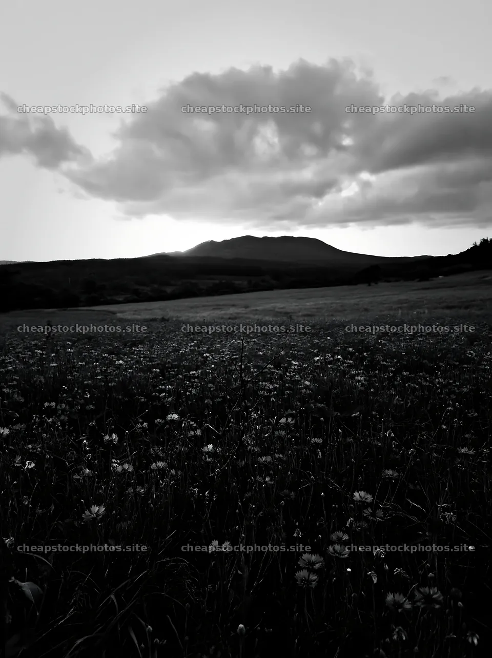 Yamagata rewilded meadow with fallen branch in the foreground – stock photos 6866x9174