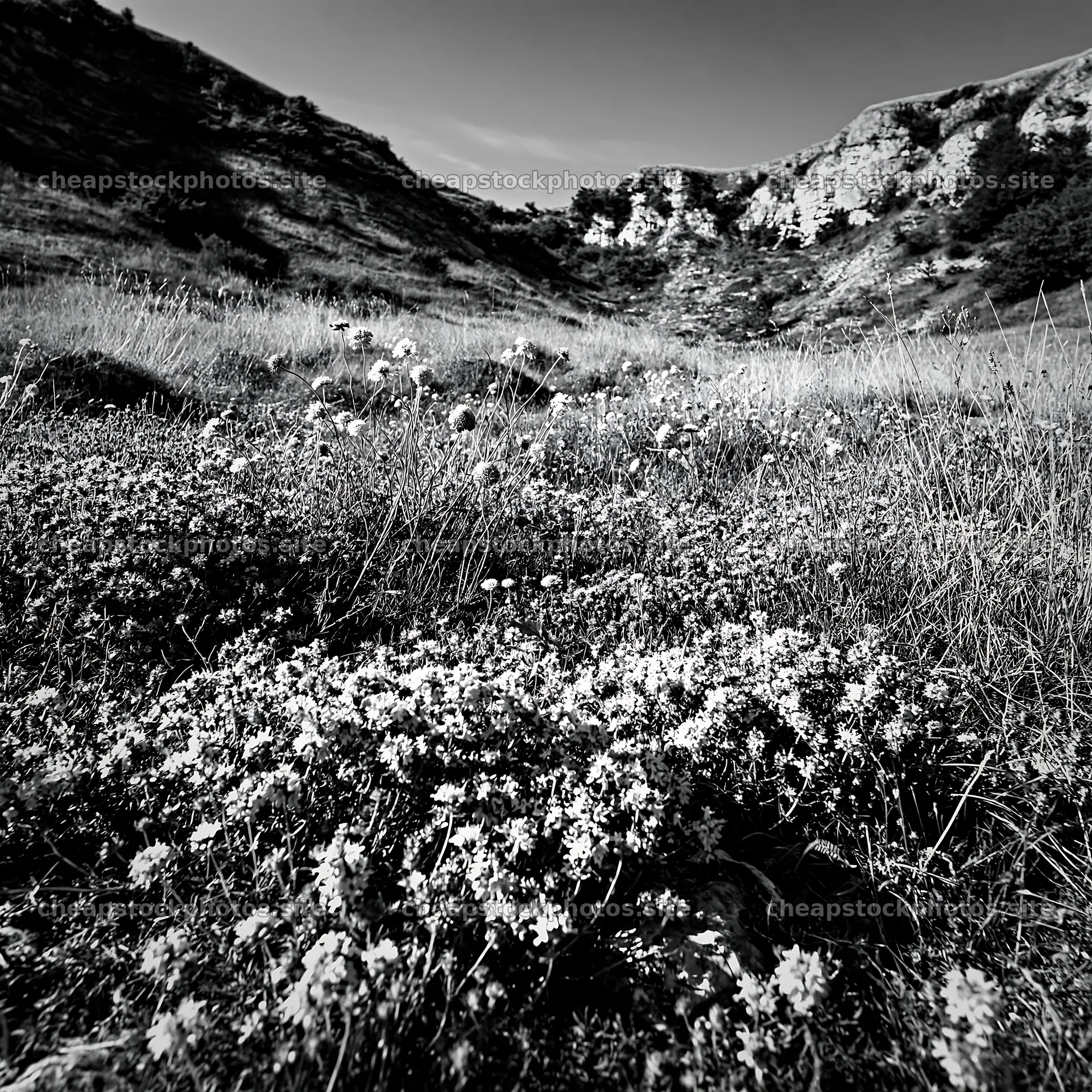 Sunny dry meadow hillside with wildflowers and rocky background – stock photos 7938x7938