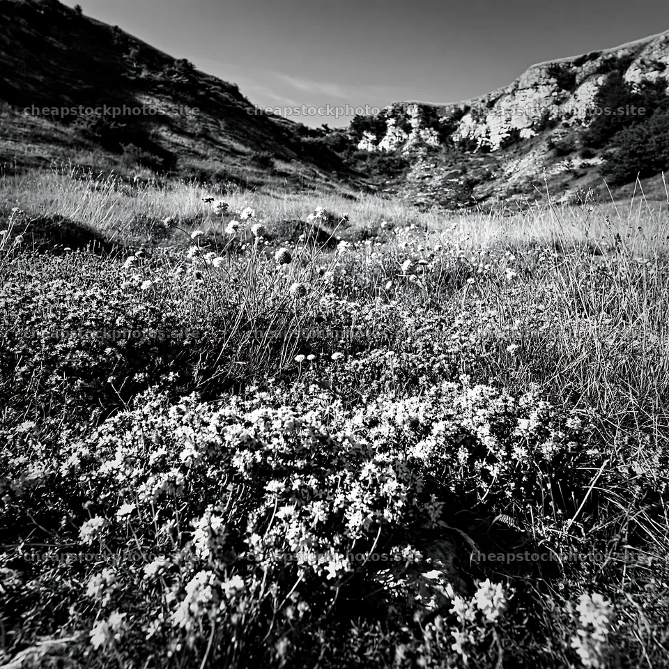 Sunny dry meadow hillside with wildflowers and rocky background – stock photos 7938x7938