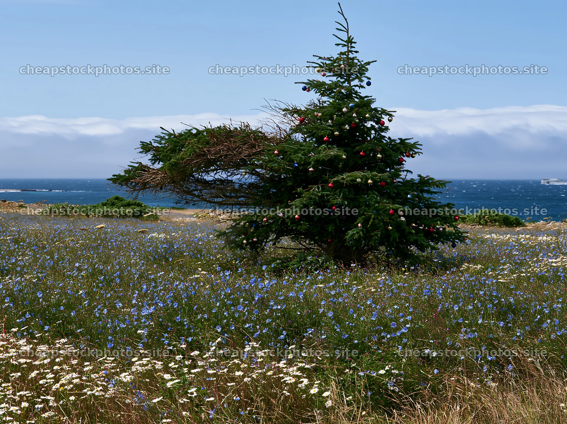 Christmas tree in meadow with flowers and ocean view – stock photos 9174x6866