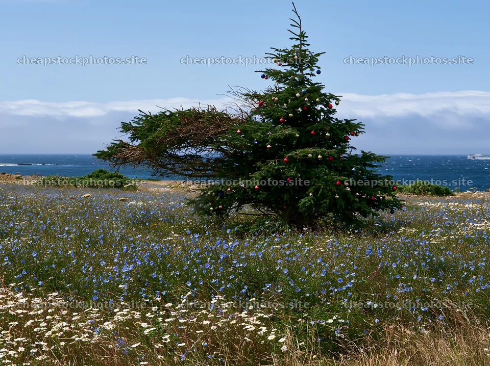 Christmas tree in meadow with flowers and ocean view – stock photos 9174x6866