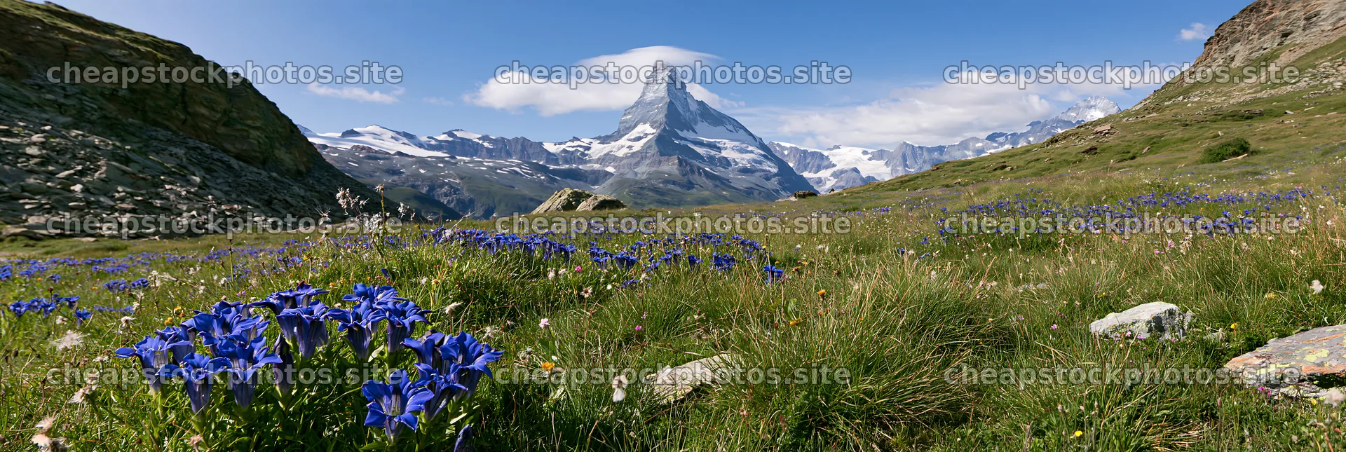 Matterhorn wildflower meadow with blue flowers in foreground – stock photos 13690x4602