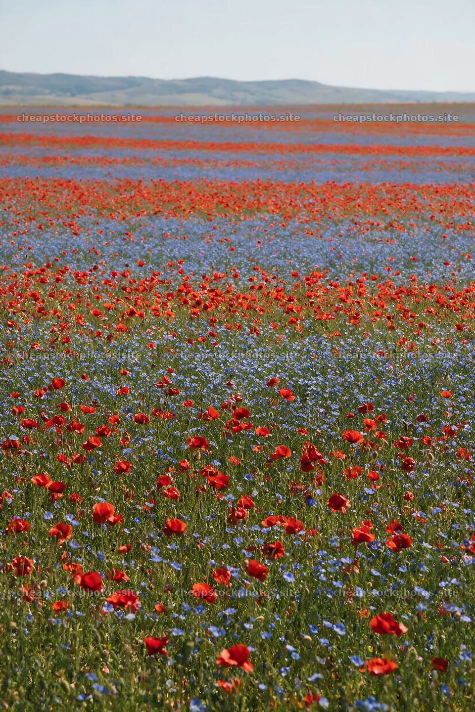 Poppy flax meadow filled with bright red and blue flowers – stock photos 6480x9722