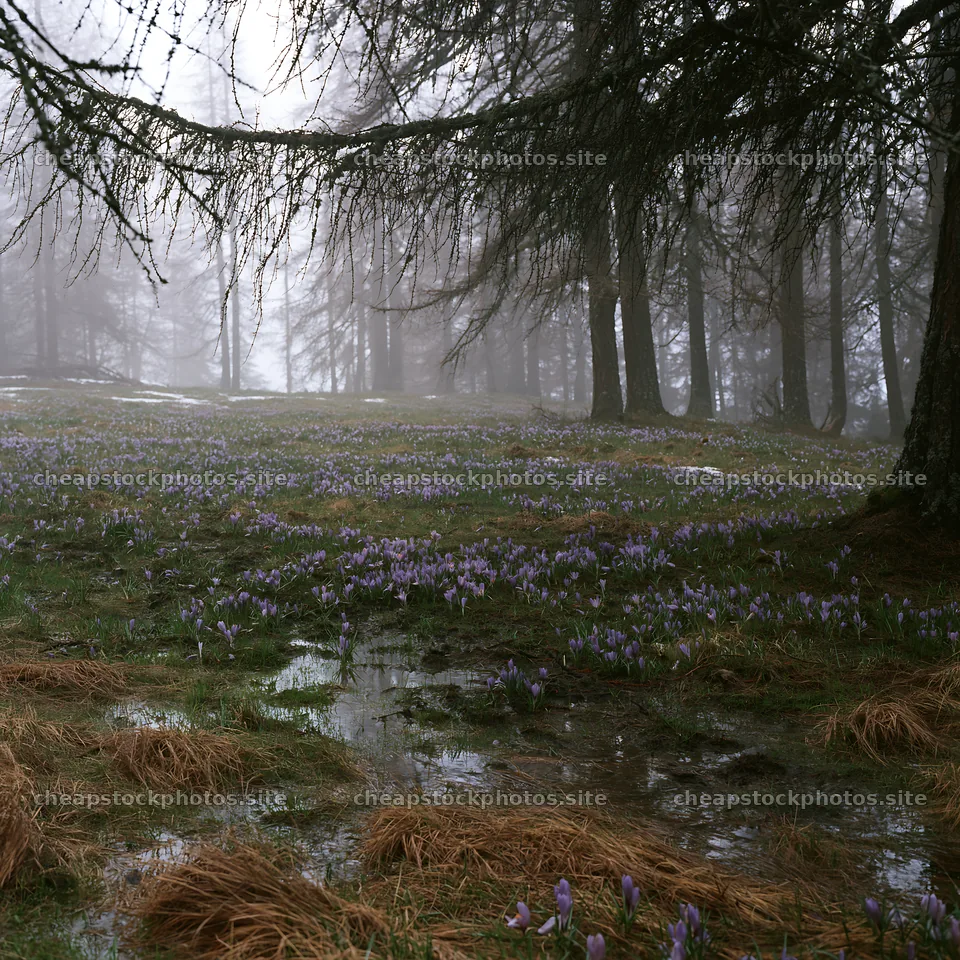 Misty forest meadow with flowers and foggy surroundings – stock photos 7938x7938