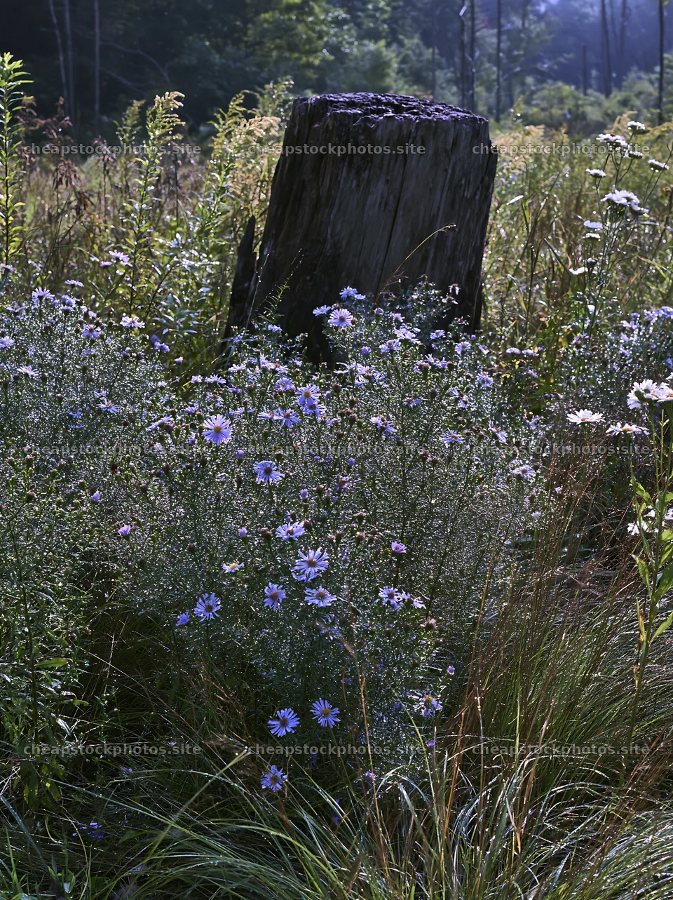 Fukushima native meadow with weathered stump – stock photos 6866x9174