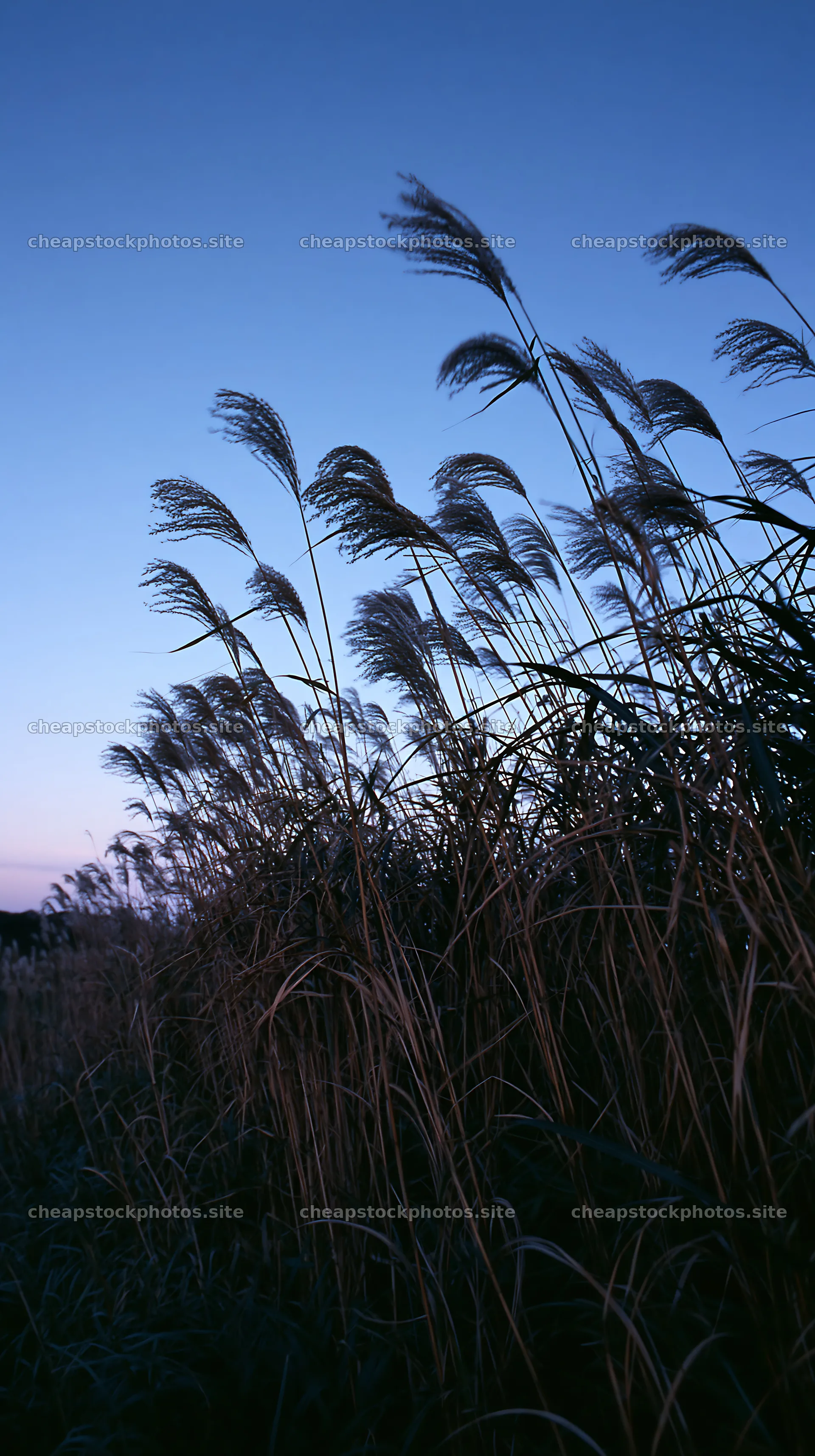 Ehime twilight meadow with dry seedheads – stock photos 5938x10608