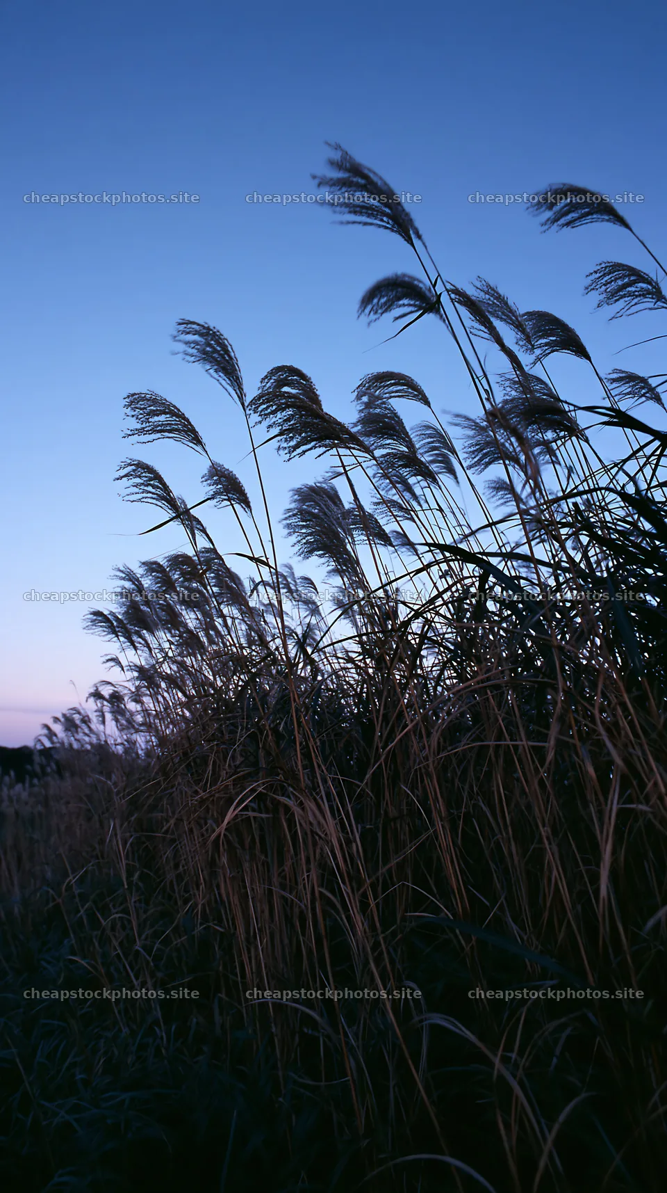 Ehime twilight meadow with dry seedheads – stock photos 5938x10608