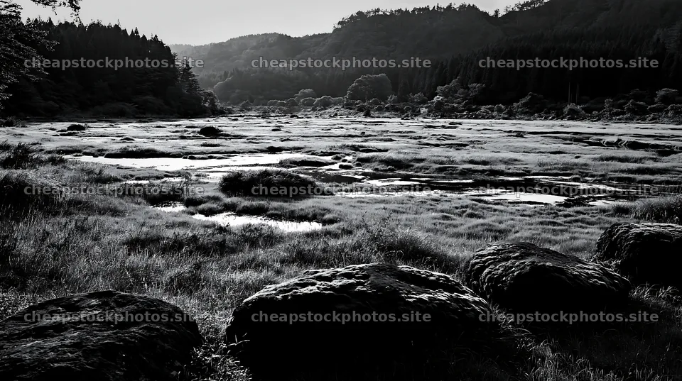 Miyagi spring recovery meadow with mossy stones and trees – stock photos 10608x5938