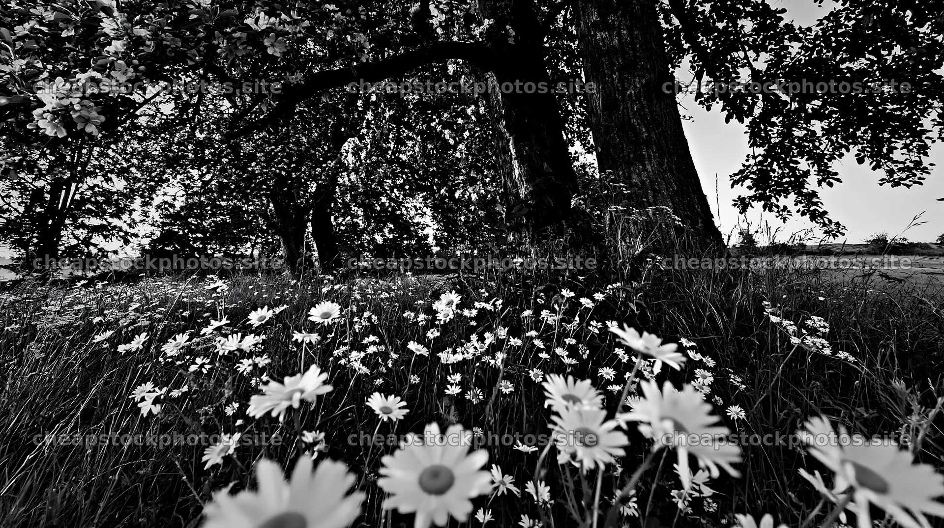 Daisies in an apple meadow under trees – stock photos 10608x5938