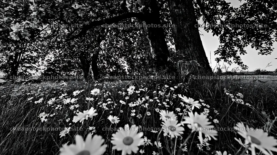 Daisies in an apple meadow under trees – stock photos 10608x5938